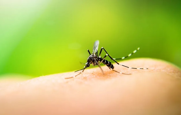 Goiás está em situação de emergência por casos de dengue e chikungunya