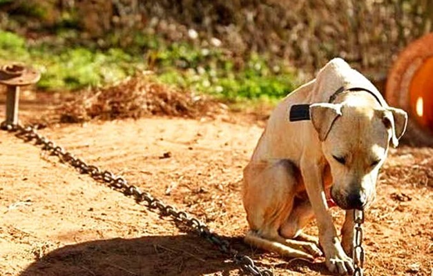 Goiás ganha primeiro Instituto Médico Legal Veterinário do Brasil