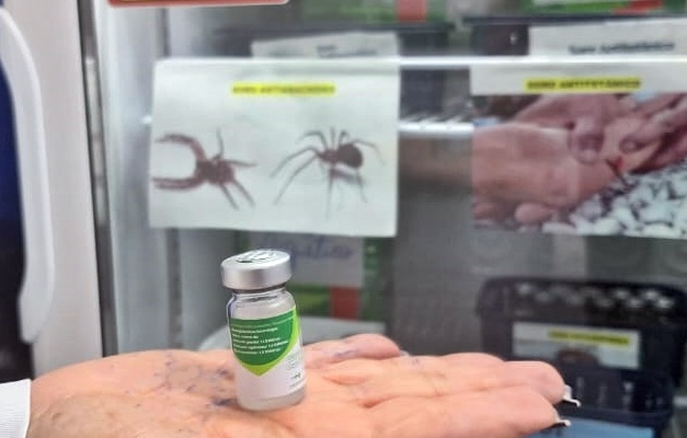 Goiás já registrou 121 casos de picada de aranha este ano, aumento é de 235%