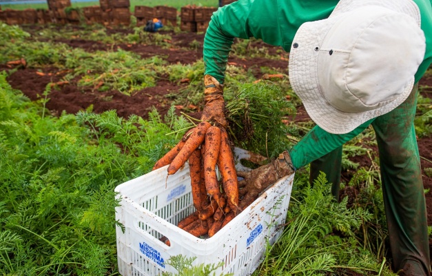 Goiás lidera geração de empregos na agropecuária com alta de 6,4% em 2025