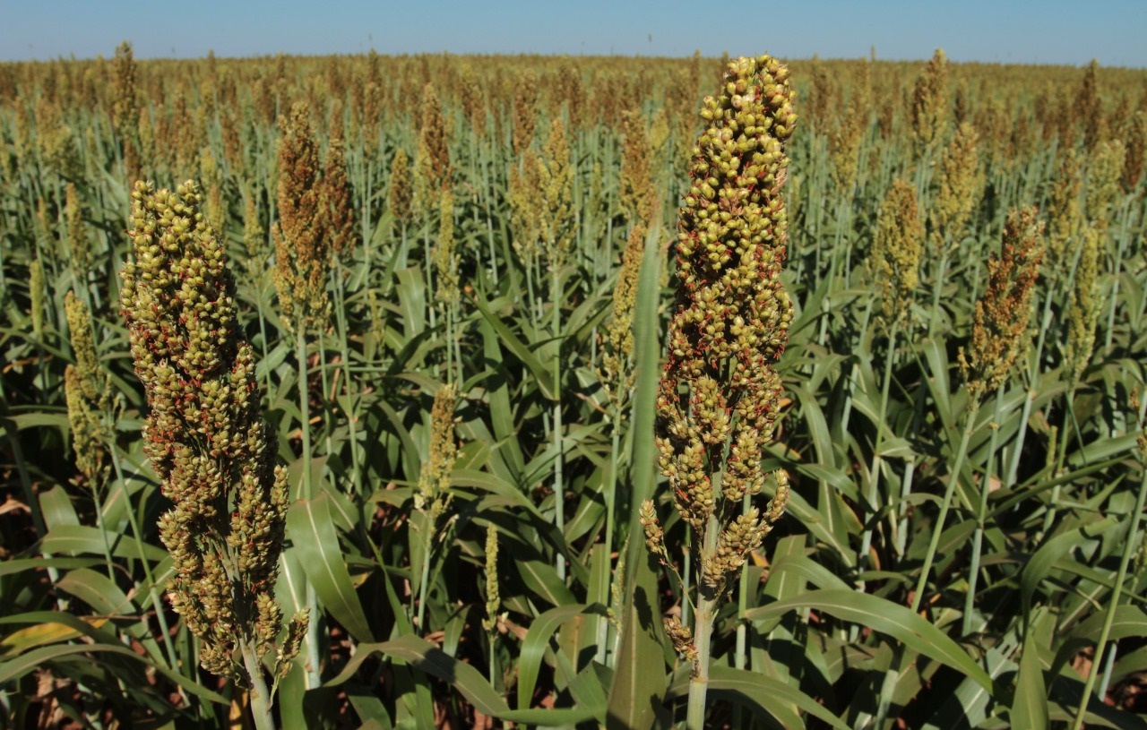 Goiás lidera produção de sorgo e de girassol no País