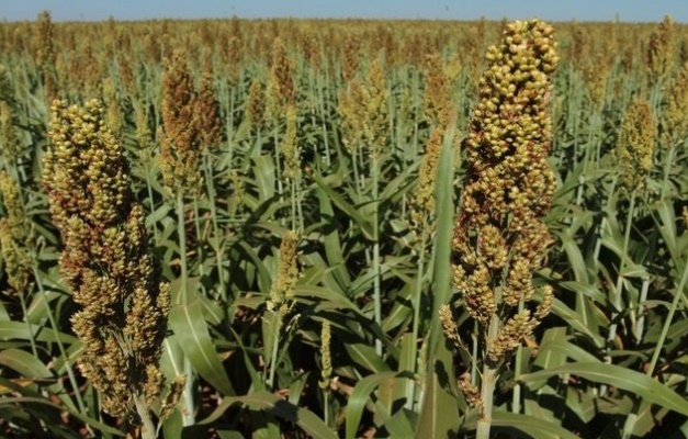 Goiás lidera produção de sorgo no País