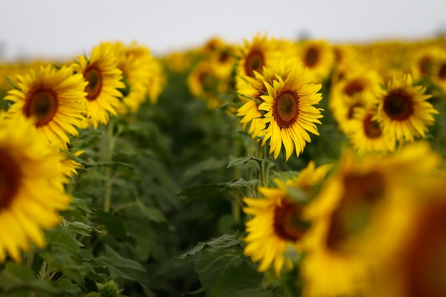 Goiás lidera produção nacional de girassol