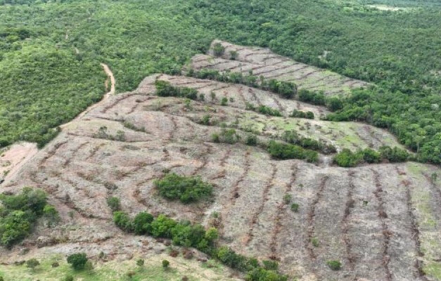 Goiás lidera redução do desmatamento no Brasil em 2024