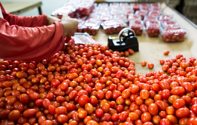 Goiás ocupa primeiro lugar nacional na produção tomate