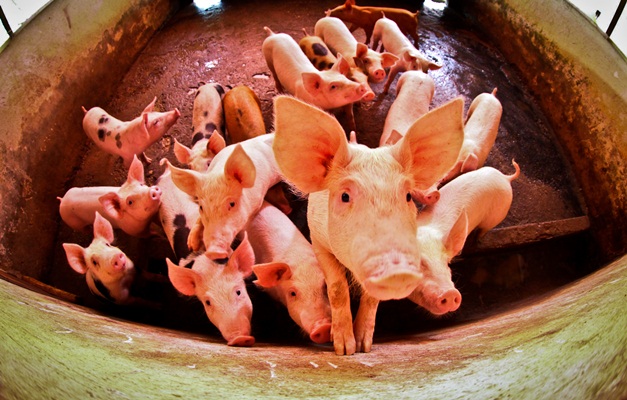 Goiás recebe o certificado internacional de zona livre de peste suína