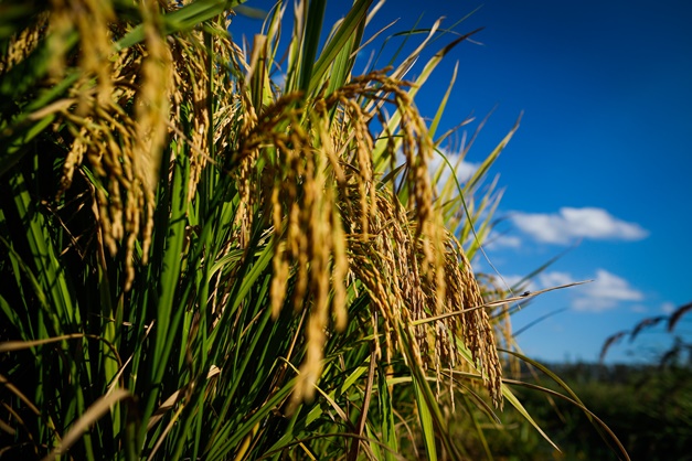 Goiás registra crescimento de 82,6% nas exportações de arroz em 2022