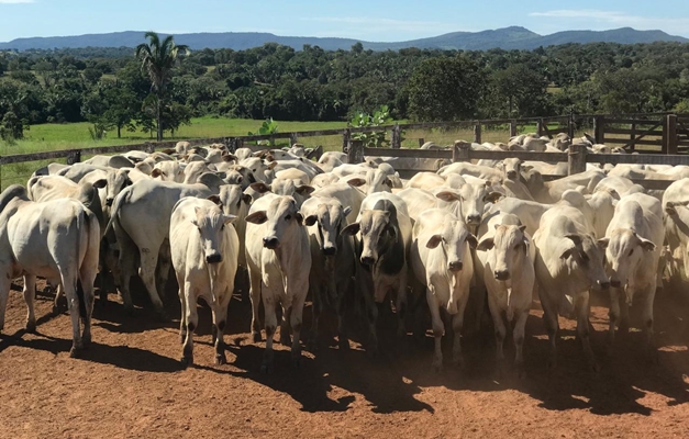 Goiás registra mais de 22,8 milhões de bovinos no primeiro semestre de 2025