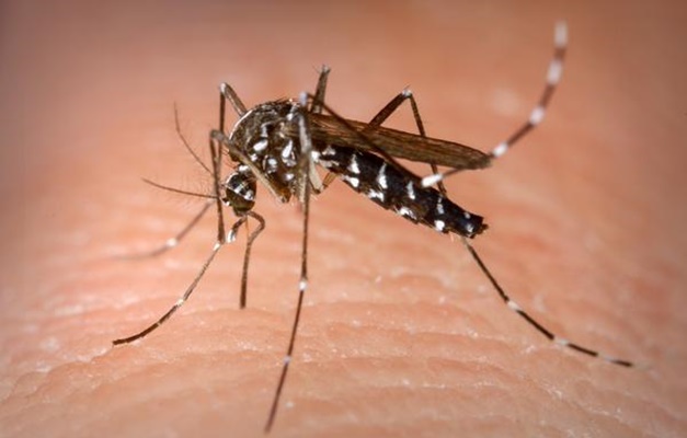 Goiás se aproxima dos 20 mil casos confirmados de dengue em 2024