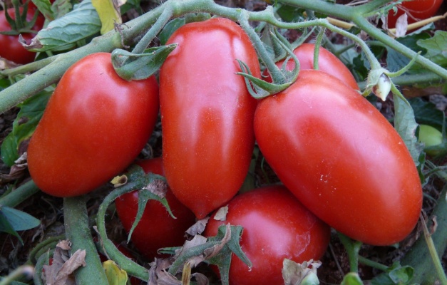 Goiás se mantém como maior produtor de tomate entre os estados brasileiros