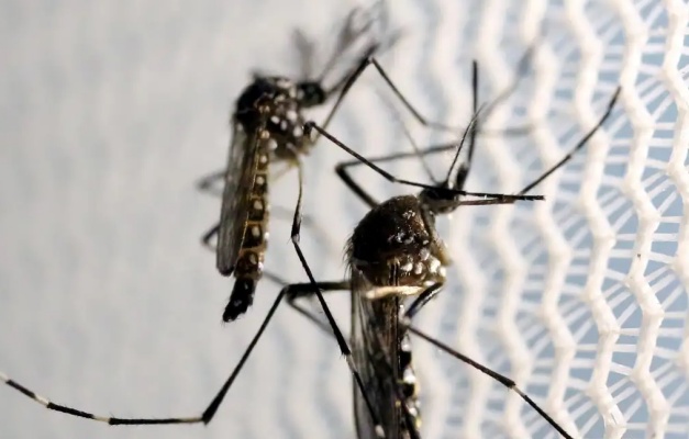 Goiás supera em 2024 registros de mortes por dengue de todo ano de 2023 