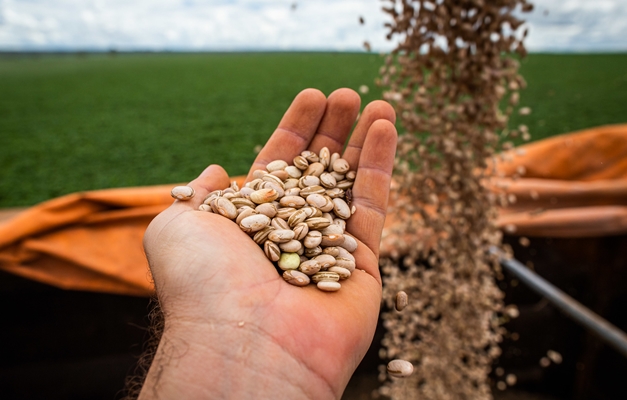 Goiás tem maior produção de feijão das últimas quatro safras