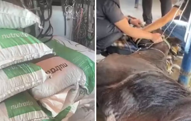 Governo apura relação entre mortes de 63 cavalos e ração feita em Itumbiara