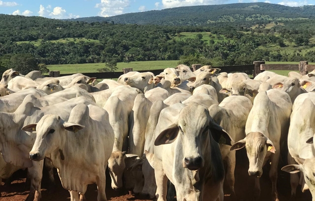 Governo de Goiás abre segunda etapa da Declaração de Rebanho 
