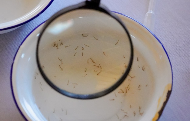 Governo de Goiás alerta para focos domésticos da dengue durante a seca