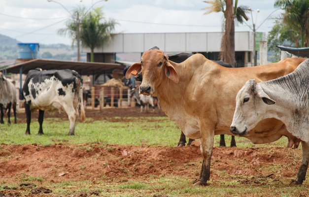 Governo de Goiás lança Programa de Melhoramento Genético Bovino 