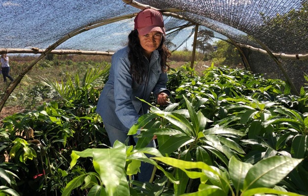 Governo de Goiás seleciona produtores para projeto de Fruticultura Irrigada