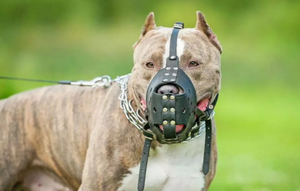 Governo de SC restringe circulação e impõe castração de pitbulls