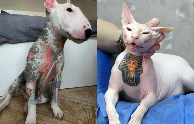Governo sanciona lei que proíbe tatuagens e piercings em cães e gatos