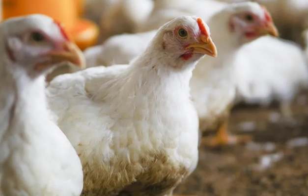 Gripe aviária: México e Reino Unido retomam importação de frango do Rio Grande do Sul