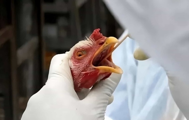 Há 18 investigações de suspeita de gripe aviária em andamento no País