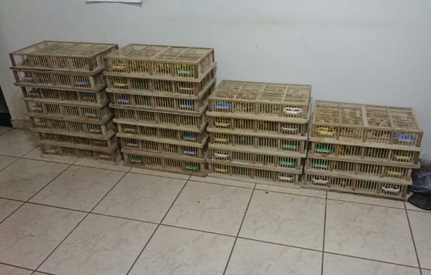 Homem é preso ao transportar 920 canários da terra dentro de carro em Goiás