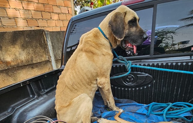 Homem é preso por maltratar cachorros e aves em Goiânia