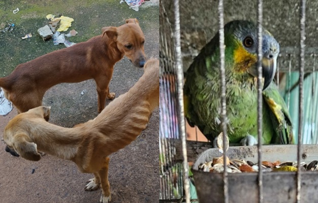 Homem é preso suspeito de maus-tratos contra cachorros e papagaio em Goiânia