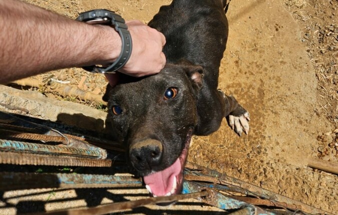 Homem é preso suspeito de maus-tratos contra cachorros em Goiânia 