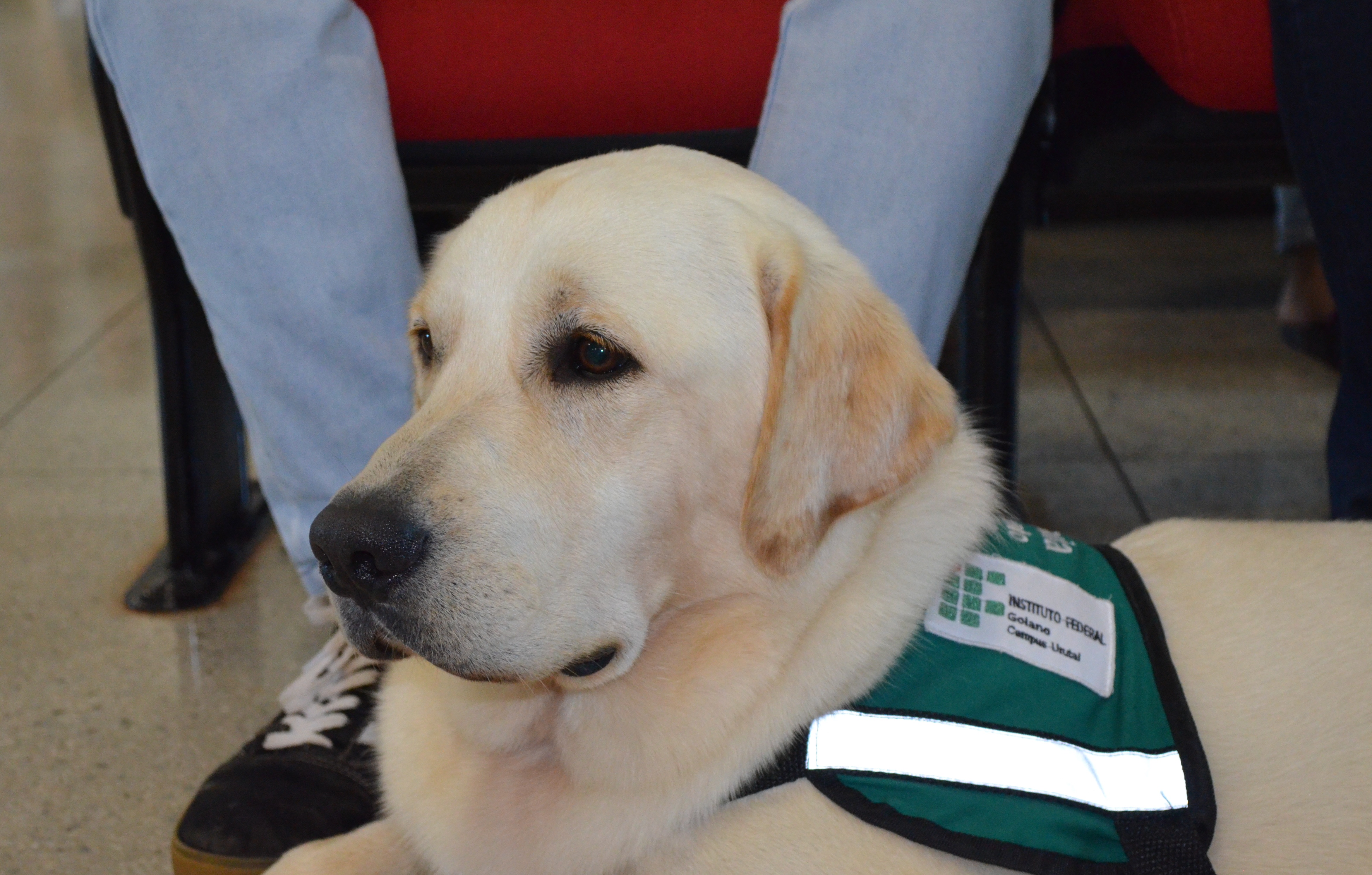 IF Goiano forma 18 duplas de cão-guia e prepara novas para 2026