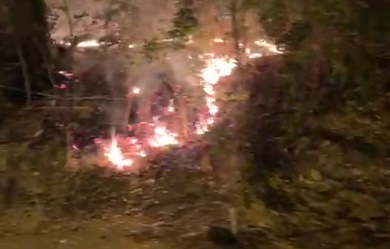 Incêndio atinge região de mata no Conjunto Aruanã 1, em Goiânia