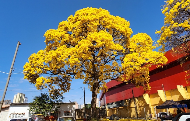 Ipê mais antigo de Goiânia: símbolo de resistência e beleza