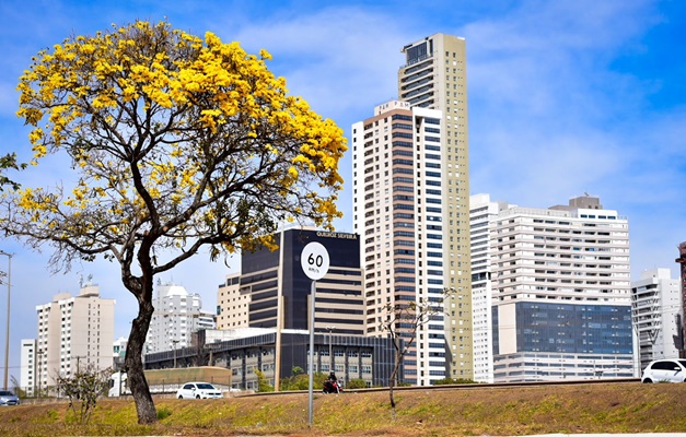 Ipês começam a florir e encantam população em Goiânia