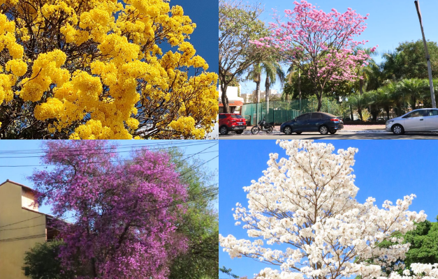 Ipês e Cega-Machado começam a florir e encantar população em Goiânia