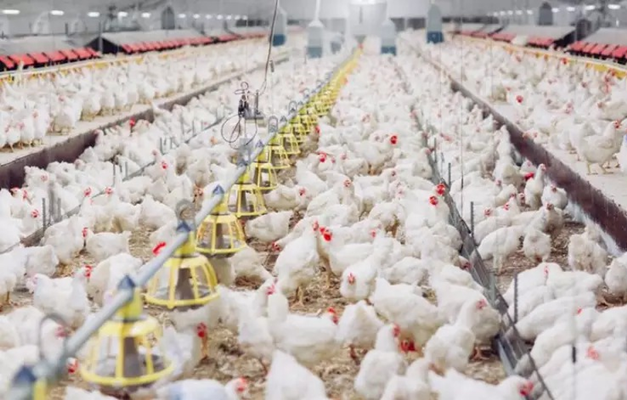 Japão suspende importação de frango de Santo Antônio da Barra