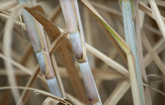 Jataí tem a maior produtividade de cana-de-açúcar no Brasil