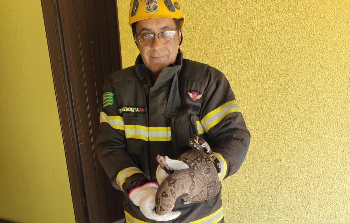 Jiboia é encontrada dentro de casa e assusta moradores em Caldas Novas