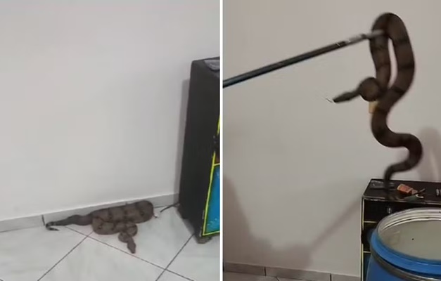 Jiboia é encontrada na sala de uma casa em Anápolis
