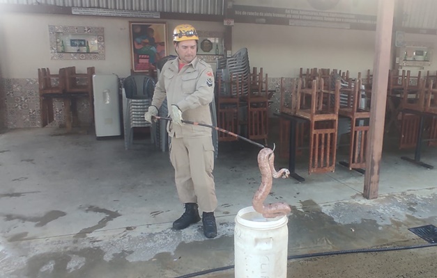 Jiboia encontrada dentro de bar em Caldas Novas é resgatada pelos bombeiros