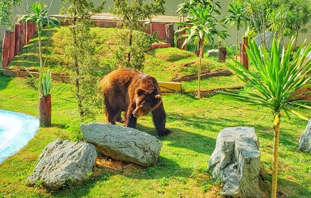 Juíza vê 'riscos incalculáveis' em transferência e mantém urso Robinho no Zoológico de Goiânia