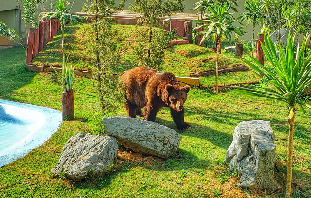 Justiça decide pela permanência do urso Robinho no Zoológico de Goiânia 