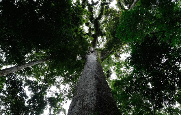 Lula sanciona com 63 vetos a Lei de Licenciamento Ambiental