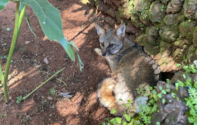 Mabel conhece raposinhas do Cerrado acolhidas no Zoológico de Goiânia