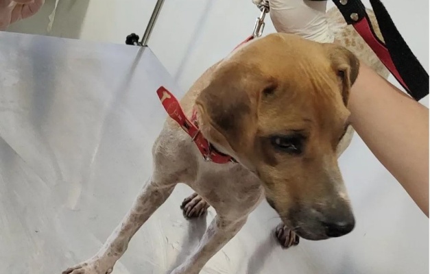 Mabel sanciona o Programa Farmácia Veterinária Solidária em Goiânia