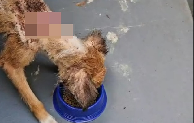 Magra, ferida e infestada de carrapatos, cadela é resgatada em Itaberaí