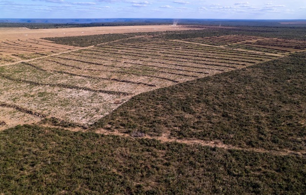 Mais da metade de toda área desmatada  no Brasil em 2023 está no Cerrado