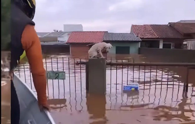 Mais de 11 mil animais afetados pelas enchentes no RS foram resgatados