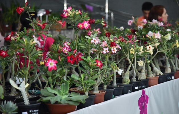 Mais de 3 mil pessoas prestigiam Exposição de Orquídeas em Aparecida