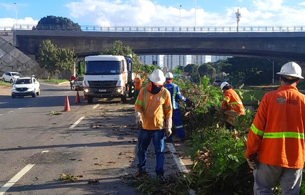 Mais de 700 árvores serão retiradas da Marginal Botafogo em Goiânia
