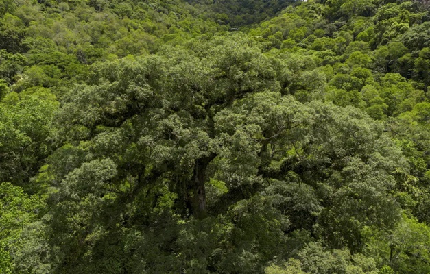 Mata Atlântica perde 2,4 milhões de hectares em 40 anos